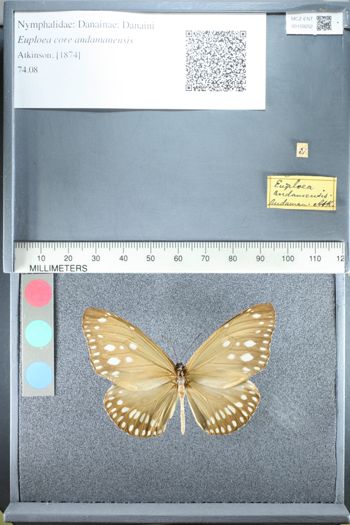 Media type: image;   Entomology 159252